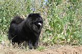 CHOW CHOW 120